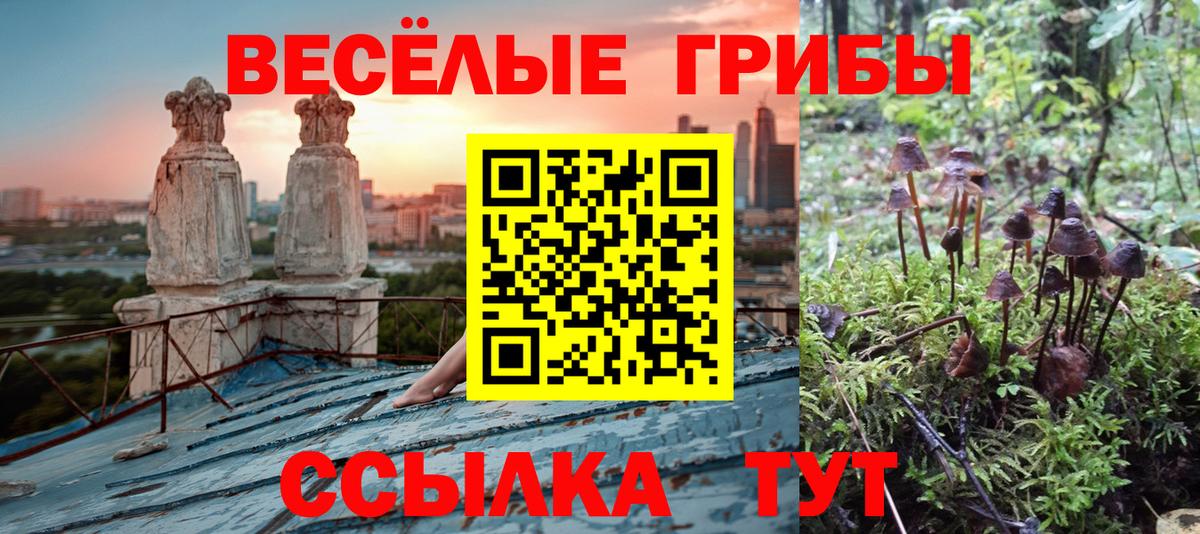 Галлюциногенные грибы Psilocybine cubensis  Вход с VPN  Гатчина 